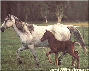 American Quarterhorse