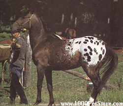 Appaloosa