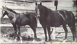 Morgan horse